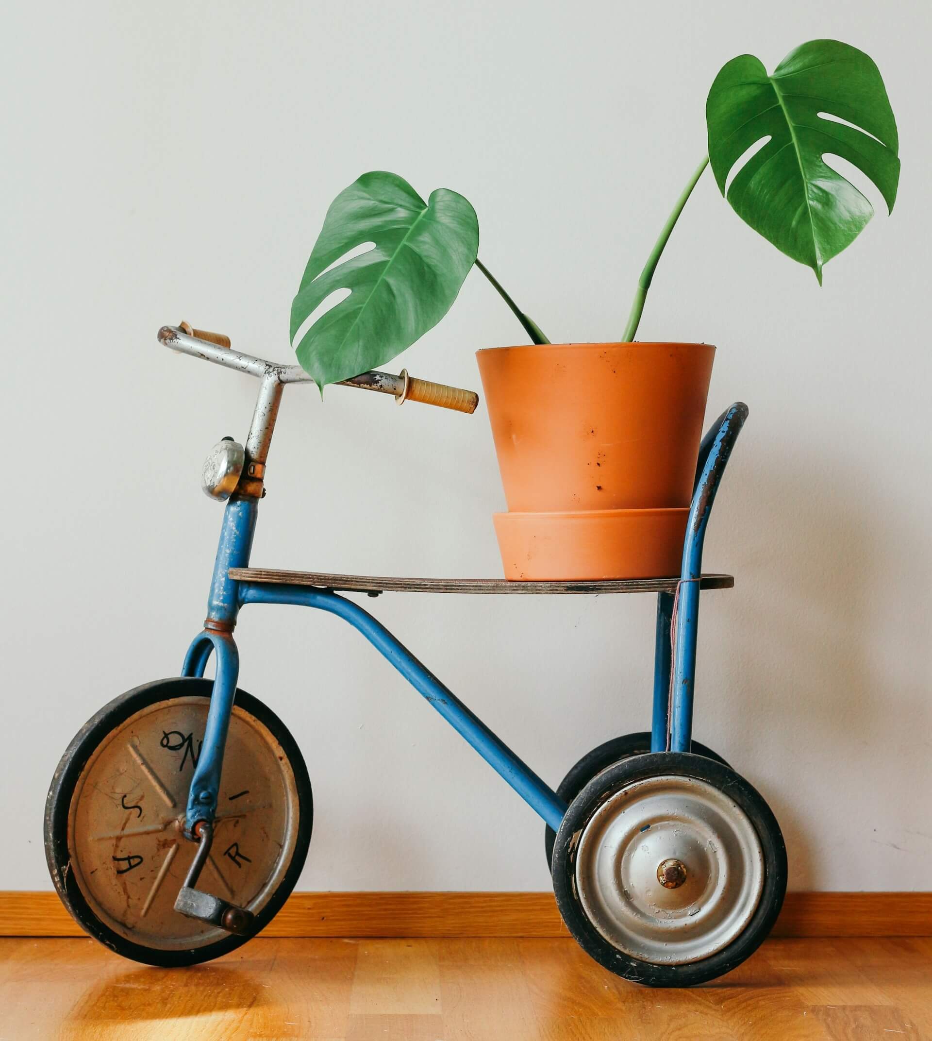 Monstera on a bicycle