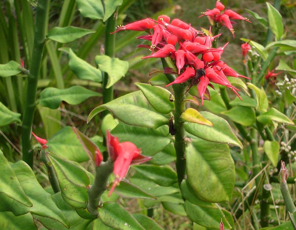 Euphorbia_tithymaloides.jpeg
