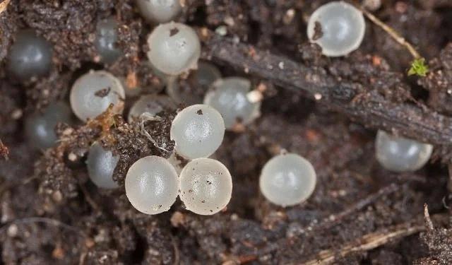 earthworm-eggs-in-soil.jpg