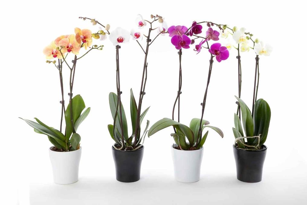 Air-Rooted Orchids
