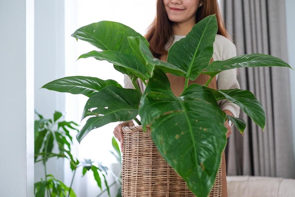closeup-image-beautiful-young-asian-woman-holding-taking-care-houseplants-home.jpg