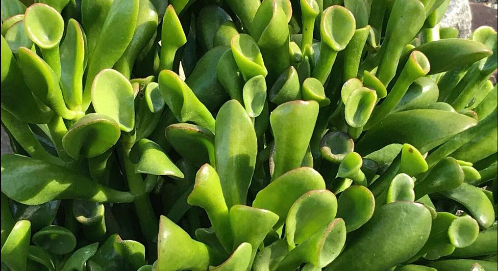 ogre-ear-succulent.jpg