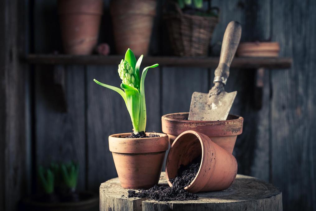 repotting-green-plants-old-wooden-shed.jpg